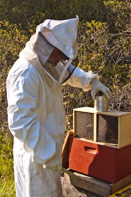 Opening a new package of bees
