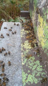 Bees in new home