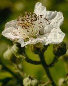 Early bloom, Himalayan blackberry