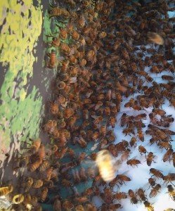 Honey Bees in new hive