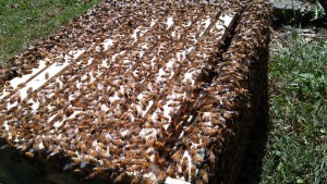 A swarm installed in a new hive.