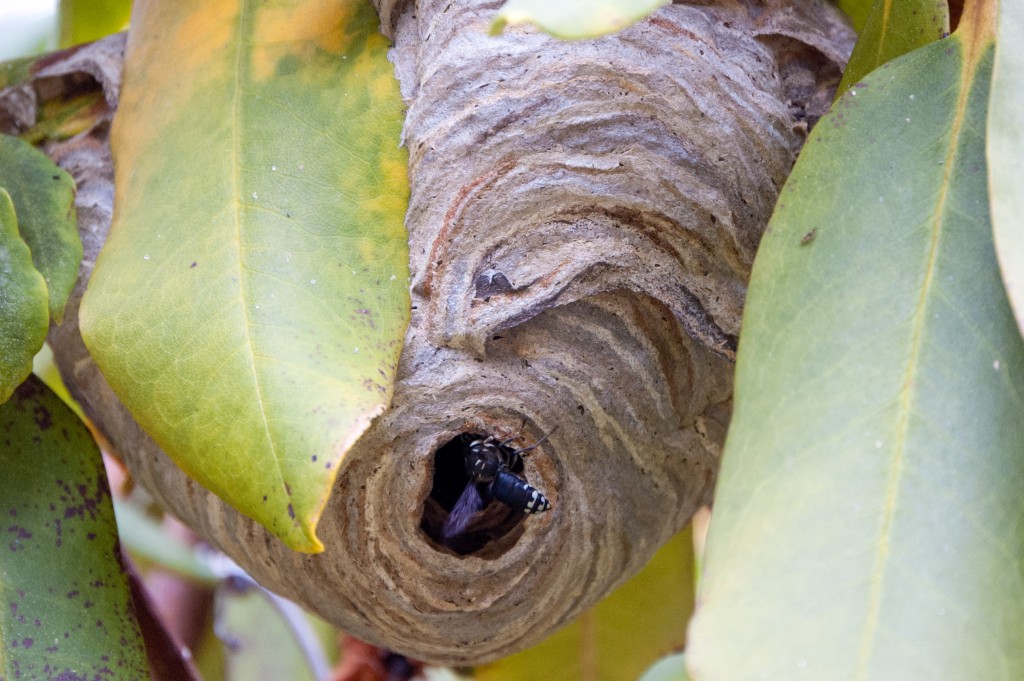 Bald Faced Hornet nest in a Rhododendron.