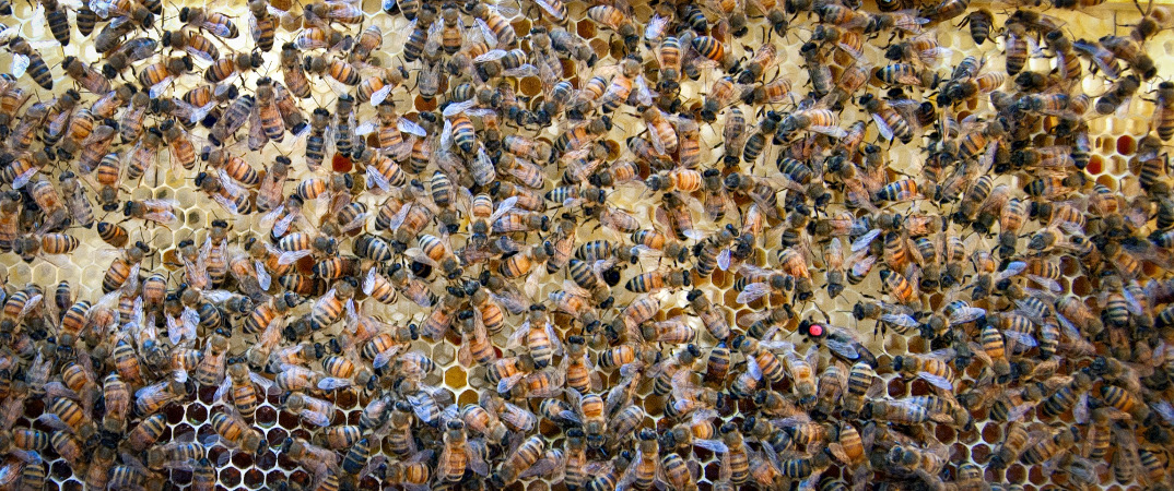 The Bees and Their Queen
