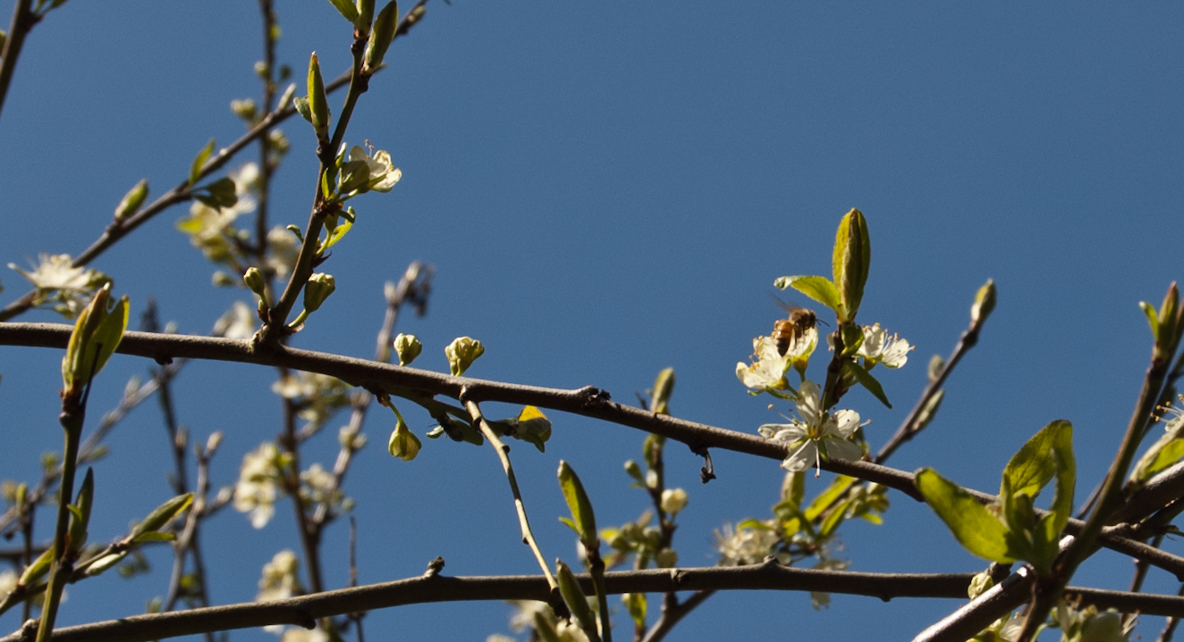 Honey Bee On Plum Blossom