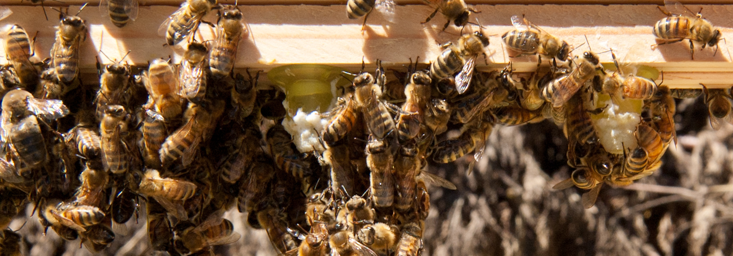 Raising Local Honey Bee Queens on Whidbey