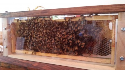 New Observation Hive